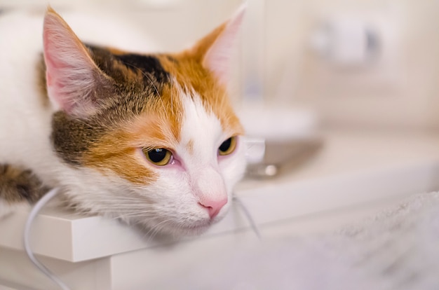 Tricolor cat falls asleep on the bedside table, near the bed.