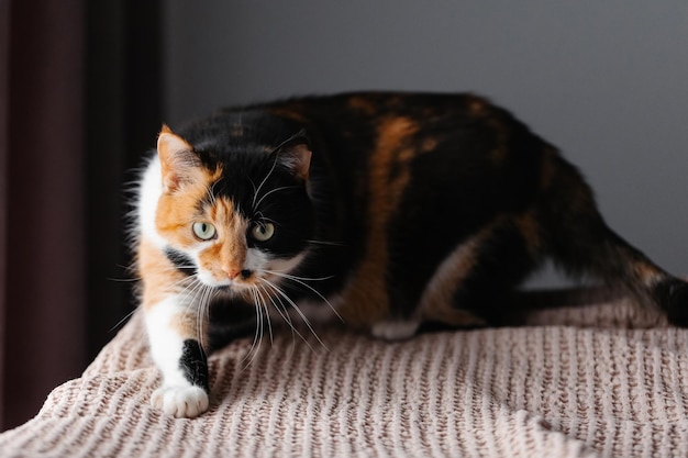 Tricolor cat hunter prepares to attack his hand in the\
room