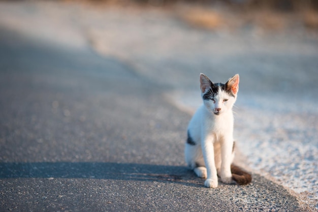 写真 ギリシャの道路にいた三色の猫