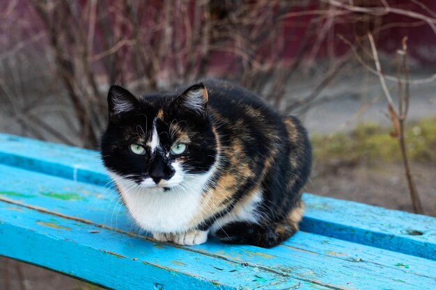 三毛猫は青いベンチに横たわっています