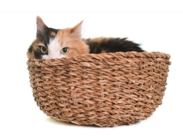 スタジオのトリコロール猫