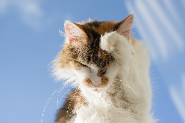 Tricolor cat tongue sticking out with foot lying on the windowsill