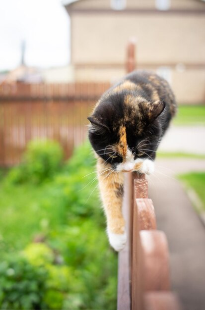 Tricolor cat walks along the edge of a wooden fence sneaking right at you