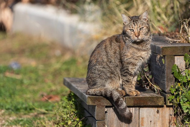 Un gatto tricolore con gli occhi verdi sembra calmo e si siede con calma in una calda giornata estiva