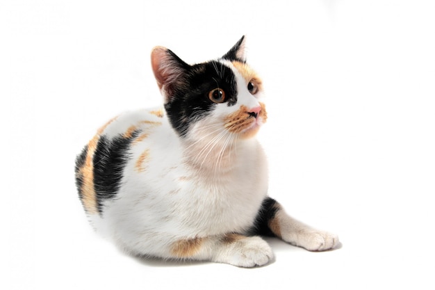 Tricolor cat