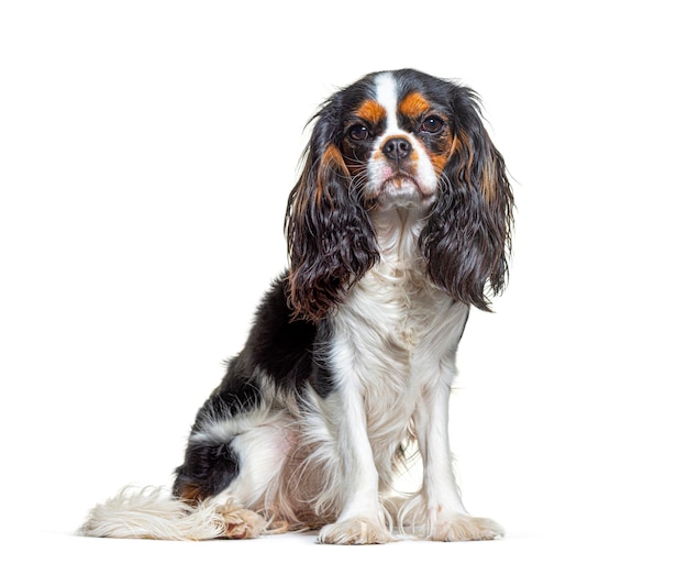 Tricolor Cavalier King Charles dog sitting and facing at camera isolated