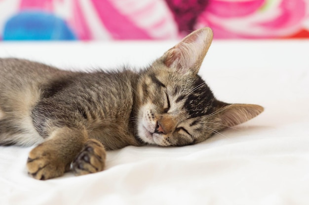 Tricolor domestic kitten sleeping on bed inside