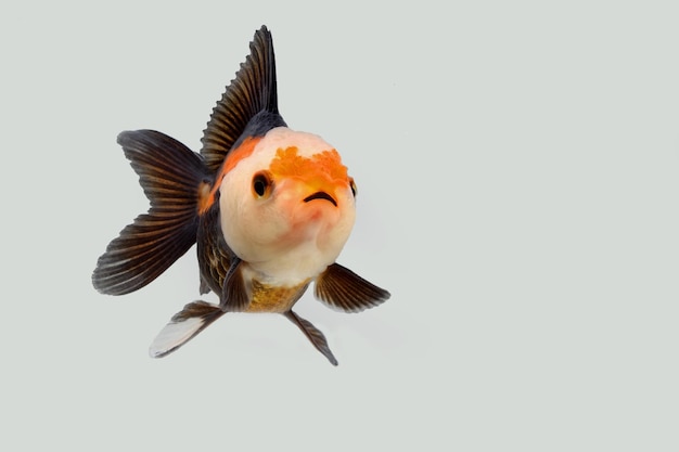 水族館のトリコロールの派手な金魚