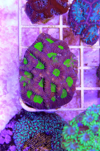 Photo tricolor goniastrea lps coral - (goniastrea sp.)