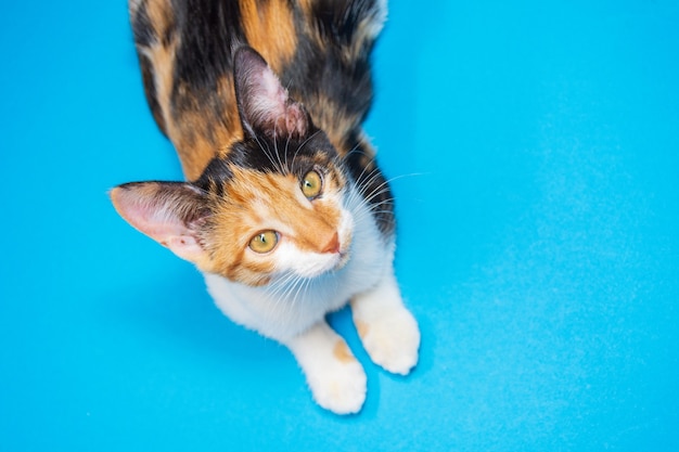 Tricolor kitten on a blue background looks at the camera