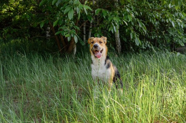 舌を出して草の中に座っているトリコロールのモンレル犬。夏の日に公園を歩いている非近交系の犬。