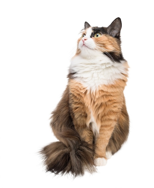 Tricolor motley young cat on a white background, studio lighting