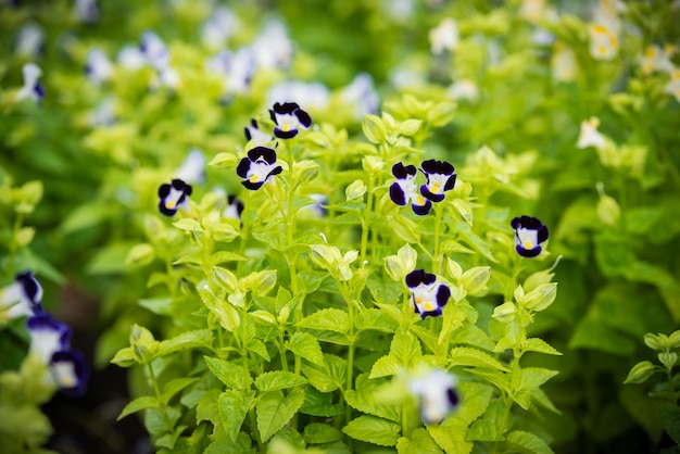 Tricolor pansy flower