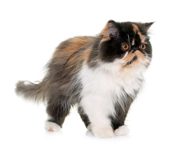 Tricolor persian cat