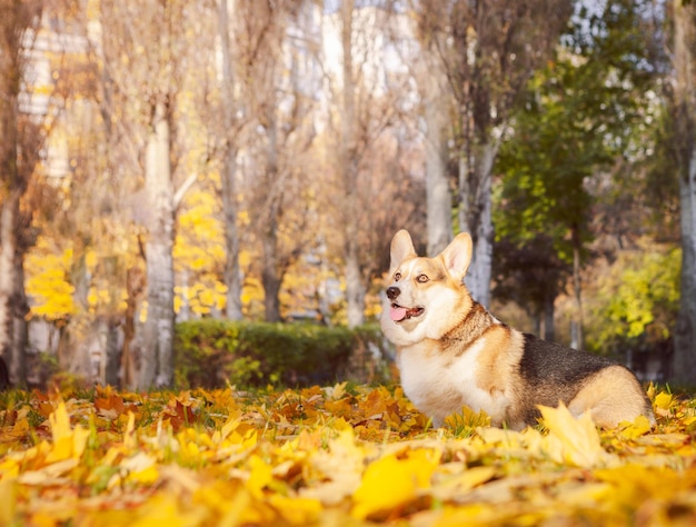 Tricolor welsh corgi pembroke in the autumn city park