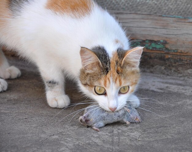 Foto il gatto tricolore ha catturato il topo.