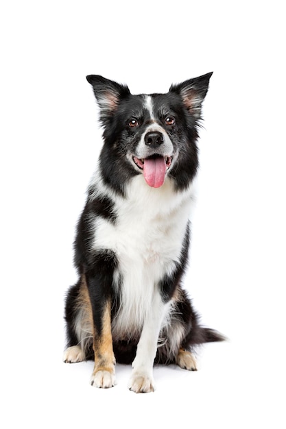 Tricoloured border collie dog