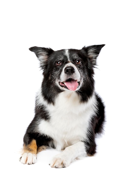 Tricoloured border collie dog