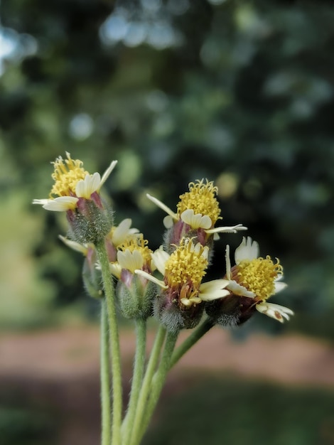 Tridax-bloemen