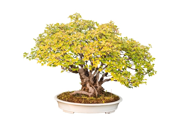 Trident maple bonsai tree with a white background