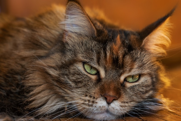 Triest kattengezicht. Zieke kat ligt op de grond