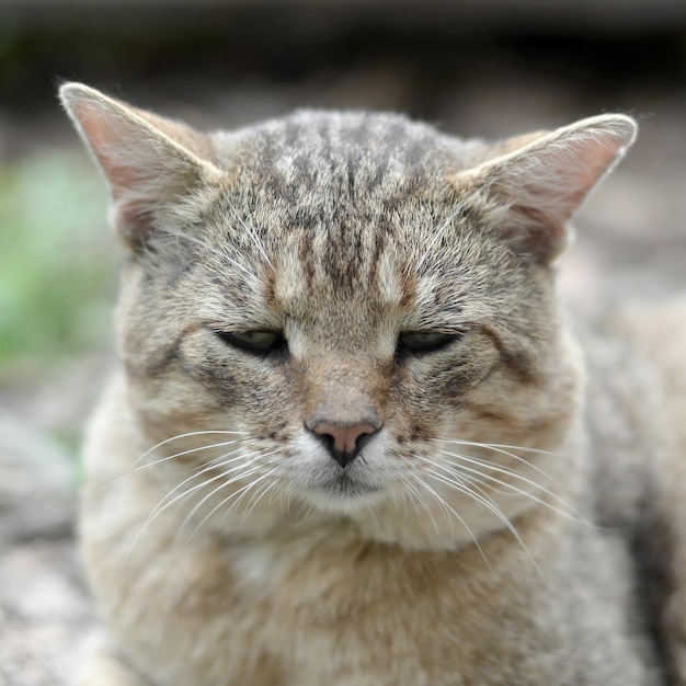 Triest snuitportret van een grijs gestreepte Cyperse kat met groene ogen selectieve focus
