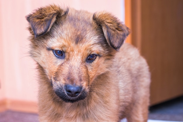 Triest ziek hondje in de kamer heeft zorg nodig