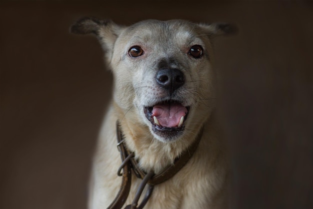 Trieste agressieve hond met geopende mond Agressieve hond blaft Blaffende boze hond close-up portret