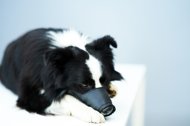 trieste border collie-hond met muilkorf op in de dierenartskliniek