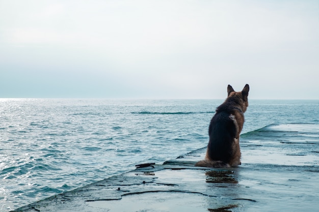 Trieste hond zit bij de zee en kijk weg