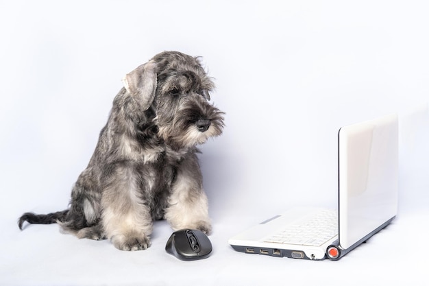 Trieste hond zit naast een laptop en muis op een lichte achtergrond kopie ruimte Hond student Terug naar school 1 september concept Het kind wil niet leren