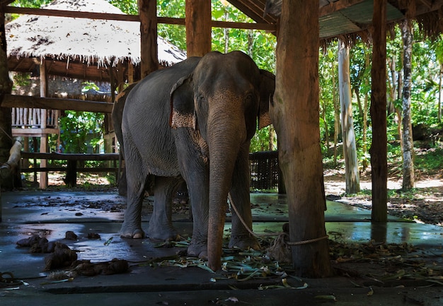 Trieste olifant te voet geketend op olifantenboerderij in Thailand op het eiland Koh Chang