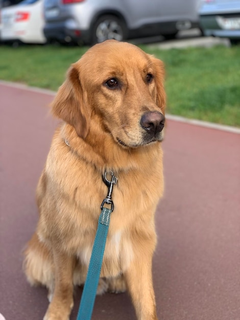 Trieste rode hond golden retriever is erg mooi in de stralen van de zon kijkt en denkt