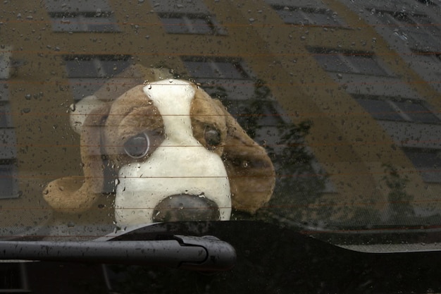 Trieste speelgoedhond met hangende oren zittend op de achterbank van de auto achter glas bedekt met regendruppels