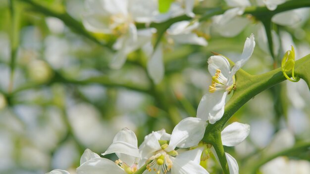 Trifoliate orange white wild hardy orange flower against a bright nature background pan