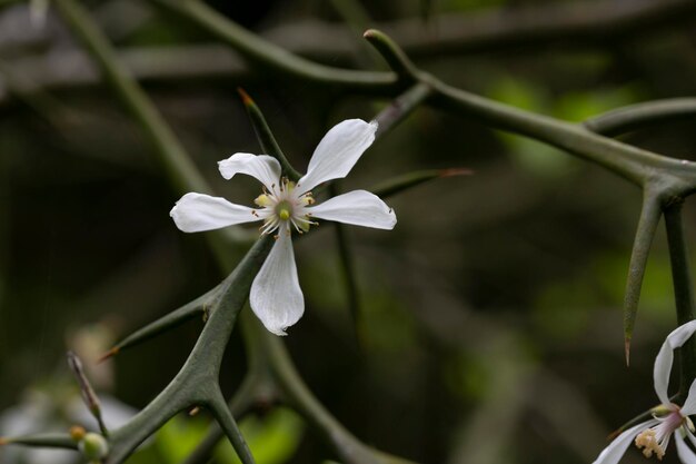 Trifoliate oranje tak met witte bloemen Latijnse naam poncirus trifoliata lente bloem achtergrond