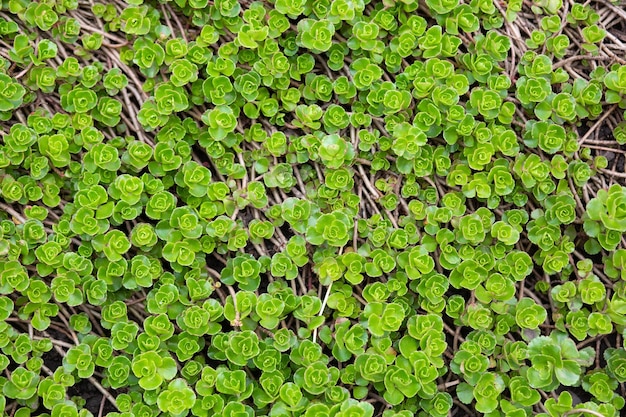 Foto trifolieae trifoglio verde sfondo fresco spesso cresce nel cortile del giardino in natura selvaggia