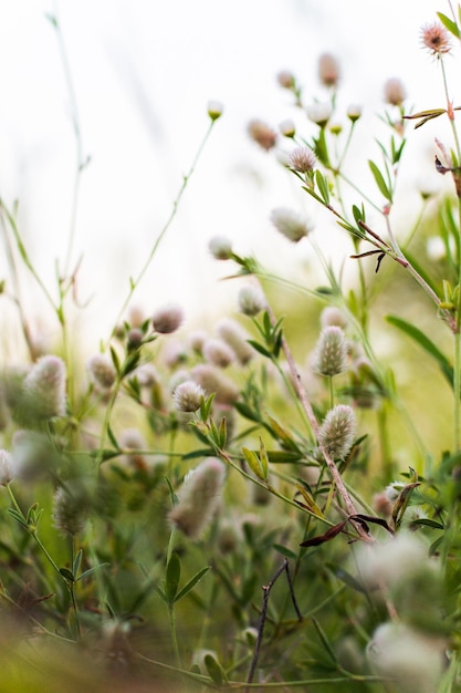 Trifolium arvense на цветках в траве