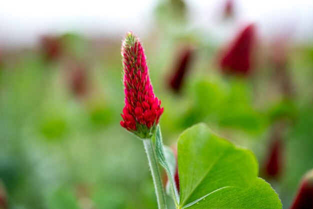 Trifolium incarnatum 크림슨 클로버 또는 이탈리안 클로버