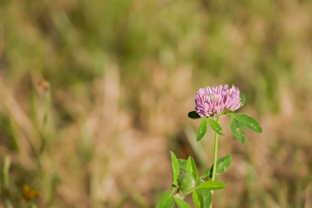 Trifolium pratense of rode klaver