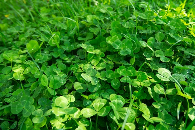 Trifolium repens white clover Dutch clover or Ladino