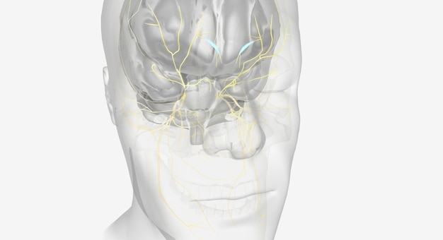 Photo trigeminal nerve and ophthalmic nerve