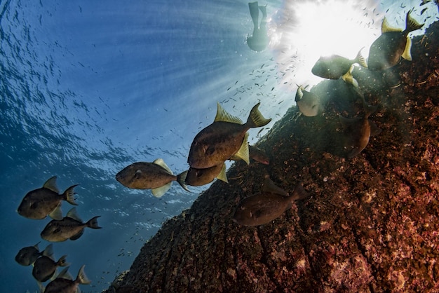 Trigger fish titan defending its nest underwater