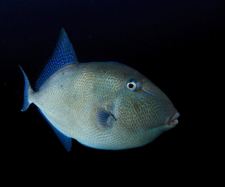 Photo the triggerfish swims vigilantly in the oceanic night