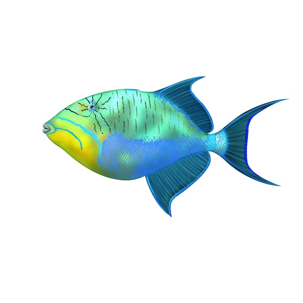 Photo triggerfish