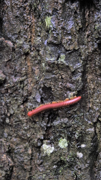 Trigoniulus corallines also called as rusty millipede or common Asian millipede