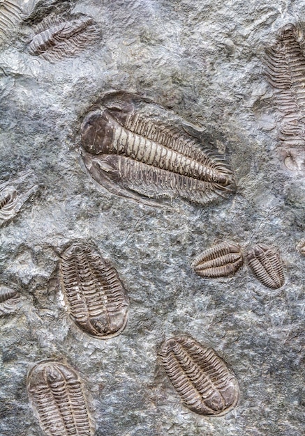 Photo trilobite fossils closeup