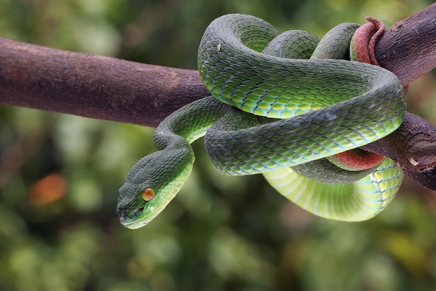 Trimeresurus albolabris closeup on branch, Indonesian viper snake closeup