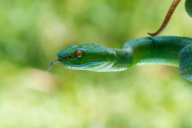 Photo trimeresurus albolabris green pit vipers or asian pit vipers