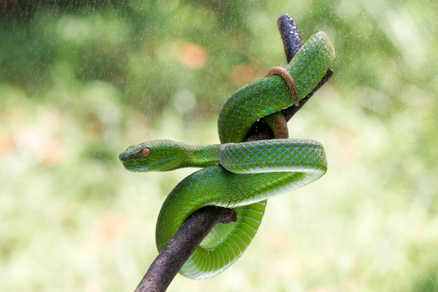 Trimeresurus albolabris Groene pitadders of Aziatische pitadders